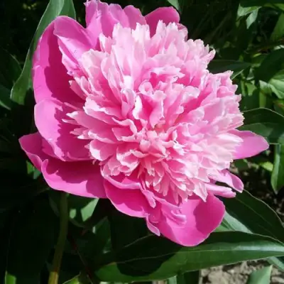 Пион ГОЛУБАЯ ХРИЗАНТЕМА травянистый в Лиде