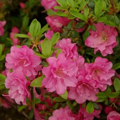 Азалия РОЗИНЕТТА японская в Лиде