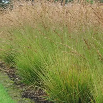 Молиния ПОЛ ПЕТЕРСОН голубая в Лиде