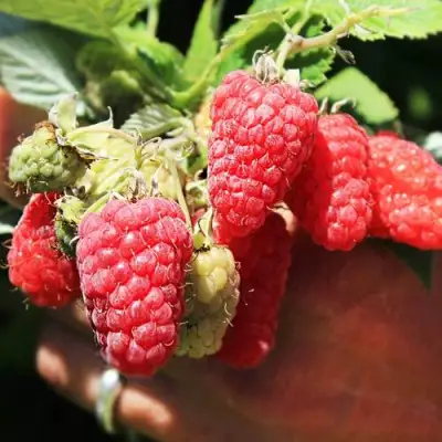 Малина ПАТРИЦИЯ в Лиде