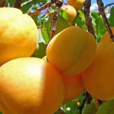 Абрикос ПАМЯТЬ ЛОЙКО в Лиде