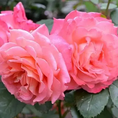 Роза ИНСТИТУТ ЛЮМЬЕР шраб в Лиде