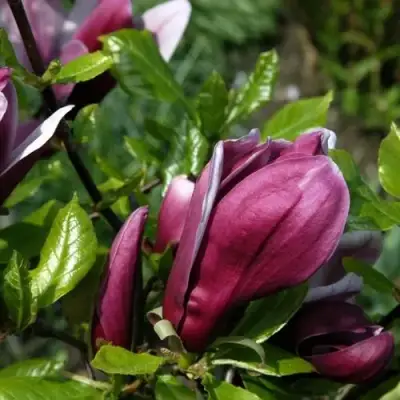 Магнолия НИГРА в Лиде