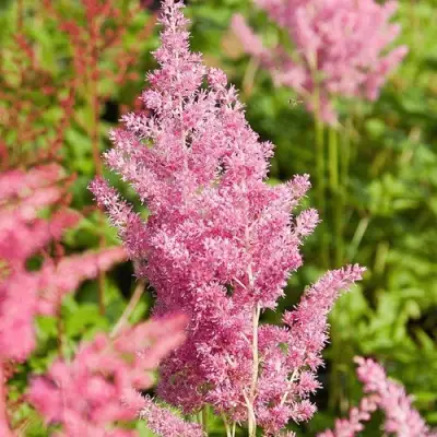 Астильба РЕЙНЛЕНД японская в Лиде