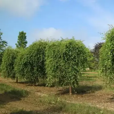 Береза САММЕР КАСКАД черная в Лиде