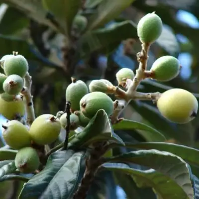 МУШМУЛА  в Лиде