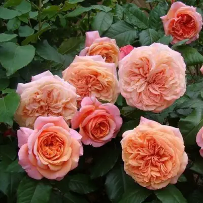 Роза ЧИППЕНДЕЙЛ чайно-гибридная в Лиде