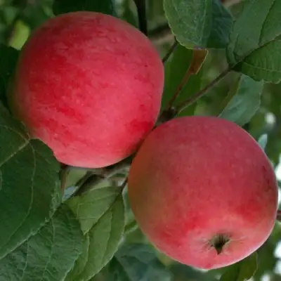 Яблоня СУЙСЛЕПСКОЕ (МАЛИНОВКА) в Лиде