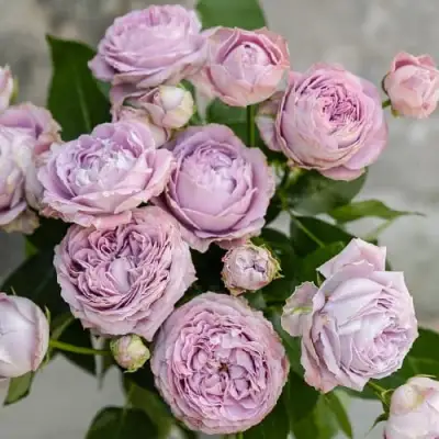 Роза ЛАВАНДЕР БАБЛС спрей в Лиде