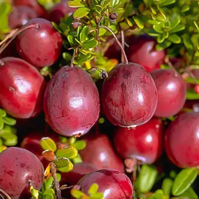 Клюква БЕН ЛИР в Лиде