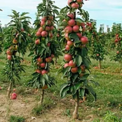 Яблоня ЯНТАРНОЕ ОЖЕРЕЛЬЕ колонновидная в Лиде