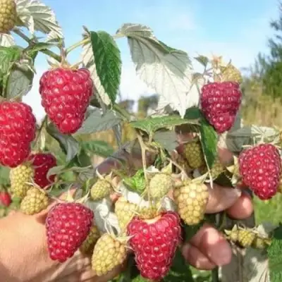 Малина ЖАР-ПТИЦА в Лиде