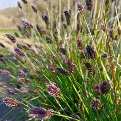 Сейслерия ХЕФЛЕРА в Лиде