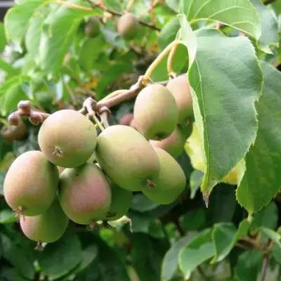 Актинидия ЛЮСИ аргута  в Лиде