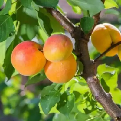 Абрикос РИТАУСМА в Лиде