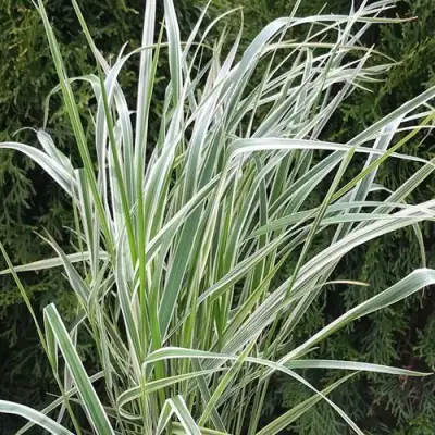 Вейник ОВЕРДАМ остроцветковый в Лиде