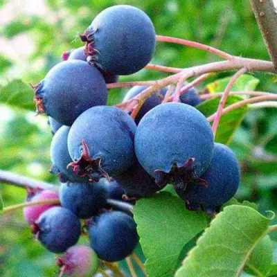 Ирга ПЕМБИНА в Лиде