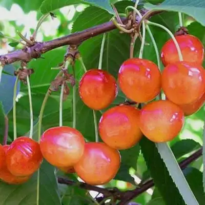 Черешня НАСЛАЖДЕНИЕ в Лиде