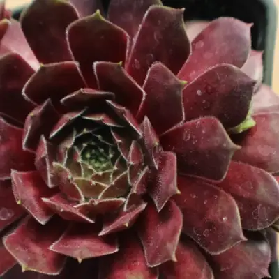 Молодило БЛЭК МОУНТЭЙН в Лиде