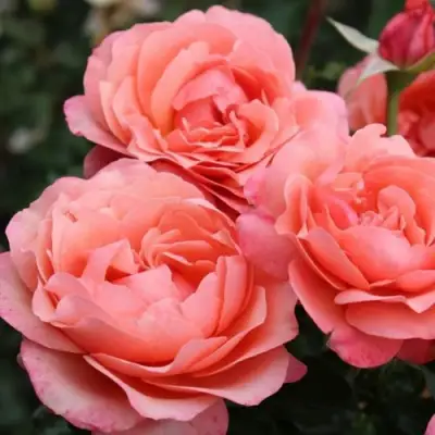 Роза КОРАЛ ЛИОНС РОУЗ флорибунда в Лиде