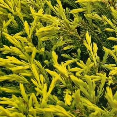 Можжевельник ЛАЙМ ГЛОУ горизонтальный  в Лиде