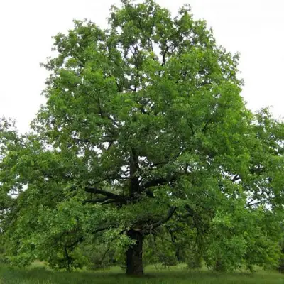 Дуб черешчатый в Лиде