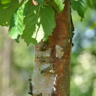 Береза бумажная в Лиде