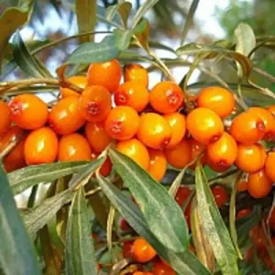 Облепиха БОТАНИЧЕСКАЯ в Лиде