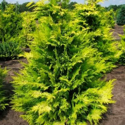 Кипарисовик ГОЛДЕН ВОНДЕР лавсона в Лиде