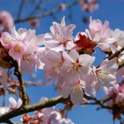 Вишня РАНЧО САРЖЕНТА в Лиде