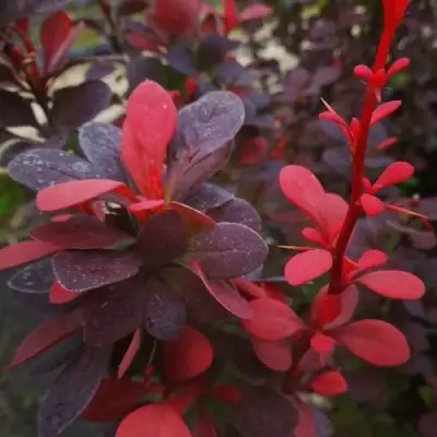 Барбарис РЕД ПИЛЛАР тунберга в Лиде