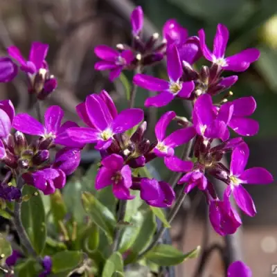 Арабис РОУЗ делайт в Лиде