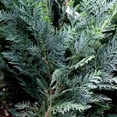 Кипарисовик ДАРТС БЛЮ РИББОН лавсона в Лиде