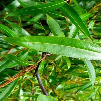 Ива ломкая  в Лиде