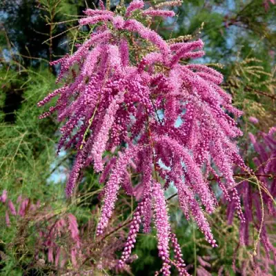 Тамарикс ПИНК КАСКАД в Лиде