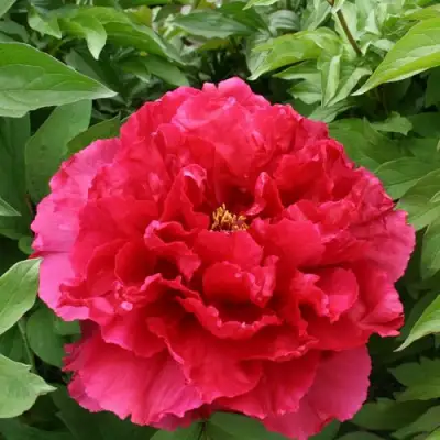 Пион АРОМАТНОЕ ВОСПОМИНАНИЕ древовидный в Лиде