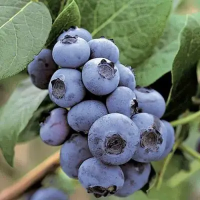 Голубика ПАТРИОТ в Лиде