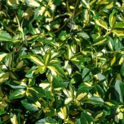 Бересклет САНСПОТ форчуна в Лиде