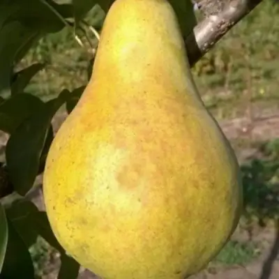 Груша КОНКОРД в Лиде