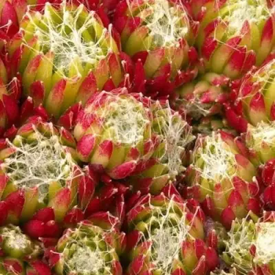 Молодило ХУКЕРА в Лиде