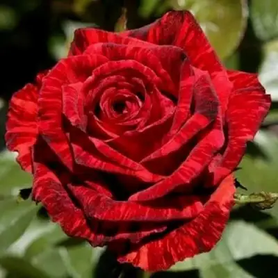 Роза РЕД ИНТУИШН чайно-гибридная в Лиде