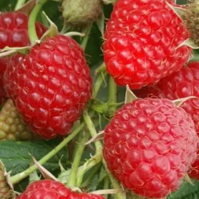 Малина КОЛОКОЛЬЧИК в Лиде