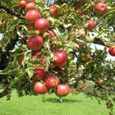 Яблоня ОРЛИК в Лиде