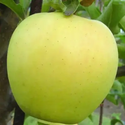 Яблоня ГОЛДЕН ДЕЛИШЕС в Лиде