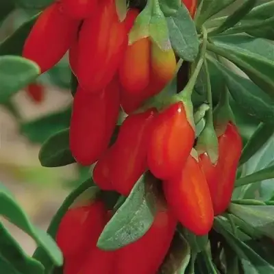 Годжи ВЯЧЕСЛАВ в Лиде