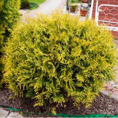 Туя КОЛЛЕРС ГОЛД складчатая в Лиде
