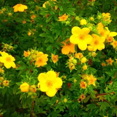 Лапчатка ГОЛДФИНГЕР кустарниковая в Лиде