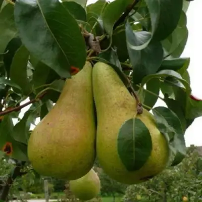 Груша КОНКОРД в Лиде