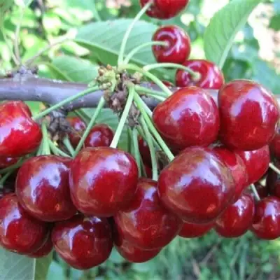 Вишня ДЕСЕРТНАЯ МОРОЗОВОЙ в Лиде