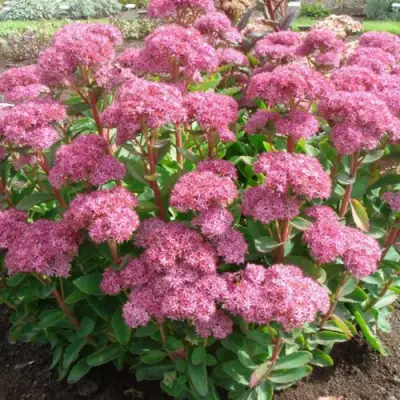 Очиток (седум) КАРЛ видный в Лиде